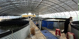 出现这些现象虾塘可能缺氧了！