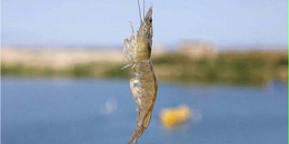 对虾养殖缺氧的危害！