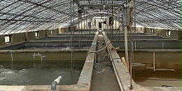 水中溶氧充足为何对虾却出现缺氧现象？